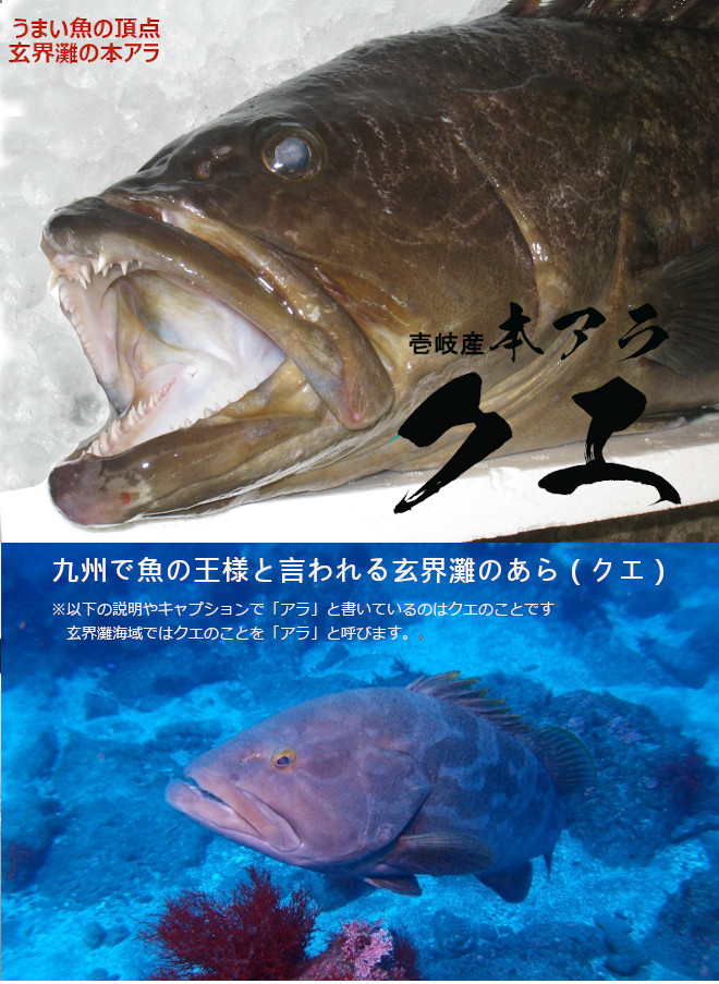 寒のアラ クエ通販 大物9キロ10キロサイズまる1本と3枚おろし