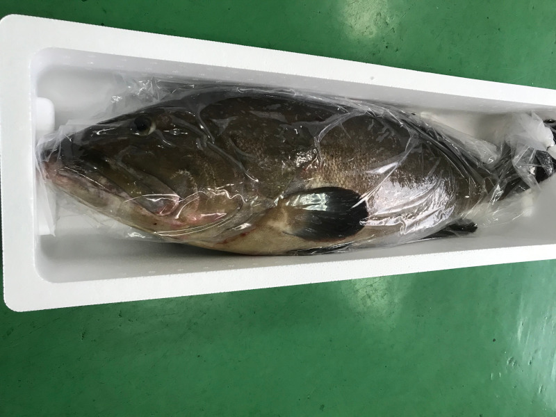 大型クエ通販 13キロ14キロ15キロサイズまる1本と3枚おろし