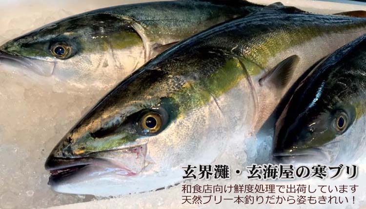 寒ブリ通販、7キロ、